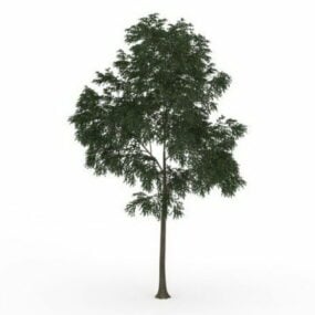 نموذج ثلاثي الأبعاد لشجرة الجوز الإنجليزية