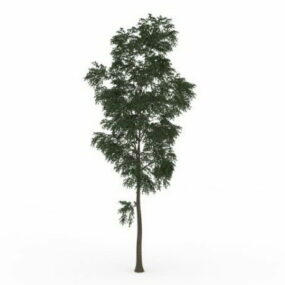Small Locust Tree 3d model