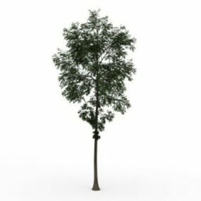 작은 자작나무 3d 모델