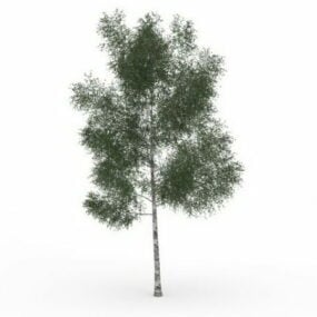 White Ash Tree 3d model
