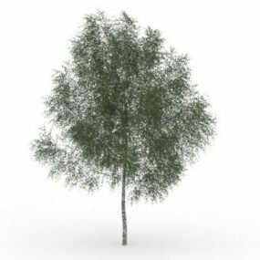 مدل سه بعدی درخت خاکستر تگزاس