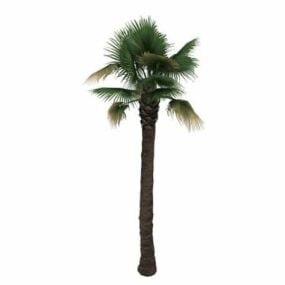 Desert Fan Palm דגם תלת מימד