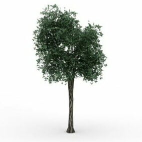 작은 라임 나무 3d 모델