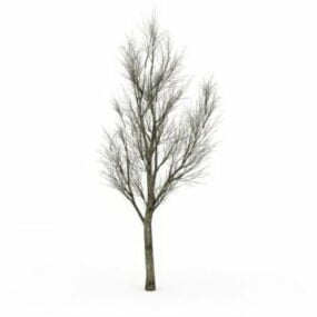 Kış Dişbudak Ağacı 3d modeli