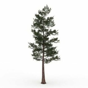 Model 3d Pohon Pinus Kidul