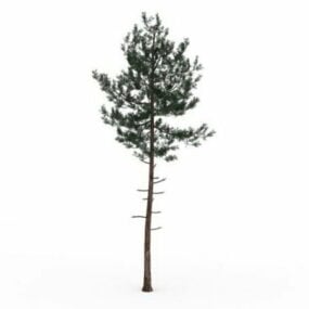 Pequeno pinheiro para paisagismo modelo 3d