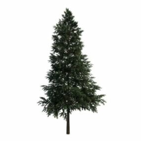 Black Spruce Tree 3d-modell