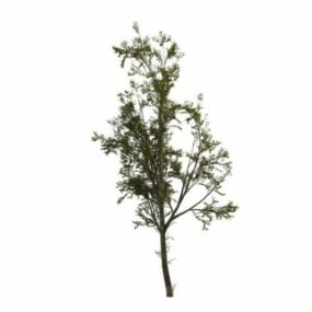 Cottonwood Tree 3d model
