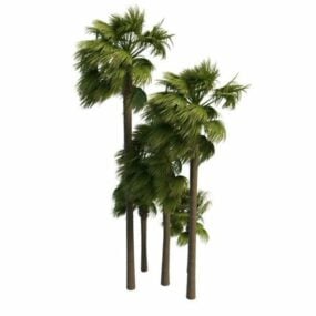 巴尔米拉扇形棕榈树3d模型