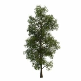 Model 3D drzewa klonowego Nepalu