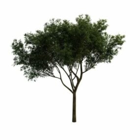 Model 3d Pohon Willow Daun Persik