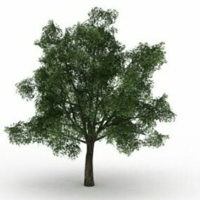 Mô hình cây sồi có cuống 3d