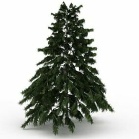 Deodar Cedar Tree 3d model