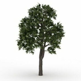 Norway Maple Tree 3d model