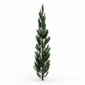 Sitka Spruce Tree דגם תלת מימד
