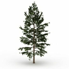 Modelo 3d del árbol de pino blanco oriental