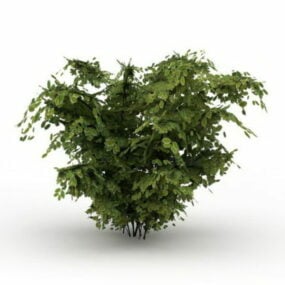 Model 3D rośliny krzewiastej