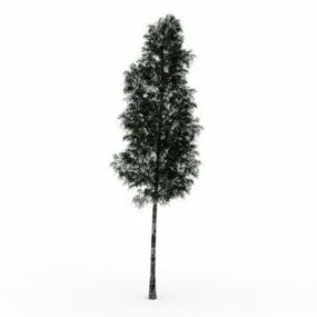 Multinerved Elm Tree 3d model
