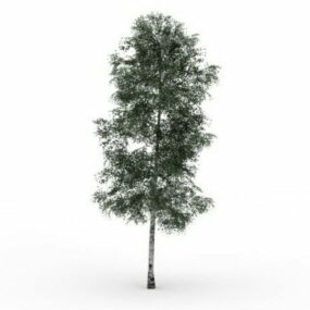 Chenmou Elm Tree דגם תלת מימד