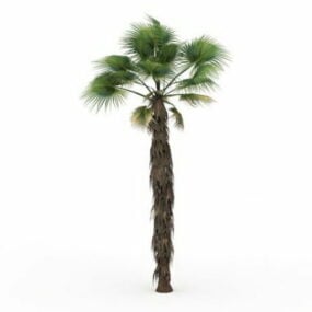 加州扇形棕榈3d模型