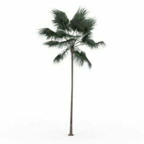 澳大利亚扇形棕榈3d模型