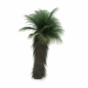 Model 3D chińskiej palmy wachlarzowej