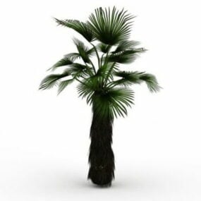 Modelo 3d de palmera de abanico japonesa