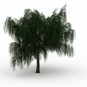 Salix Willow Tree 3d-modell