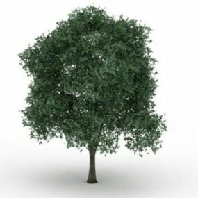 Silver Linden Tree 3d-model