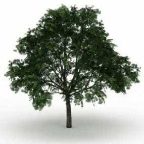 Modelo 3D da árvore Buckeye americana