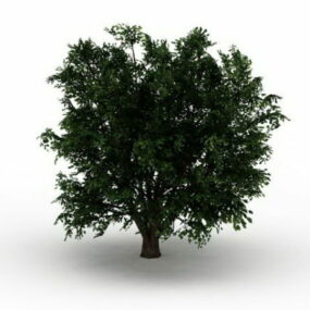Ulmus Campestris Tree 3d model