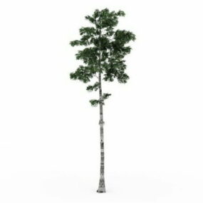 Model 3d Pokok Birch Kelabu