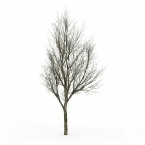 Asketræ om vinteren 3d-model