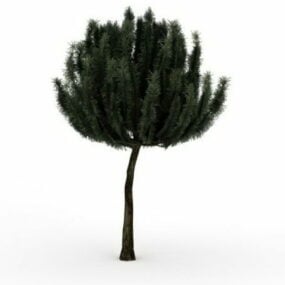 Dwarf Mountain Pine 3d model