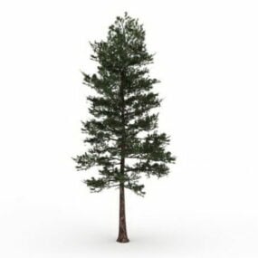 Model 3d Pohon Pinus Loblolly