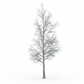 Winter Birch Tree 3d-modell