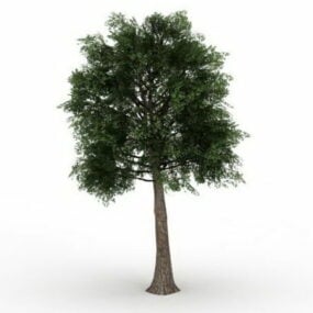 Quercus Suber 3d-modell