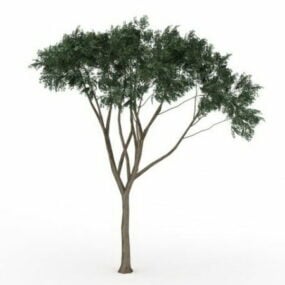 3d модель евкаліптового дерева