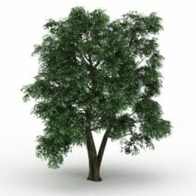 田间榆树3d模型