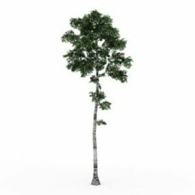 Tall Birch Tree 3d model
