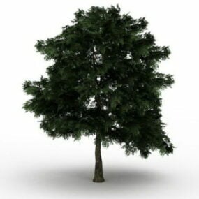 화이트 오크 나무 3d 모델