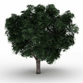 Wych Elm Tree 3d model
