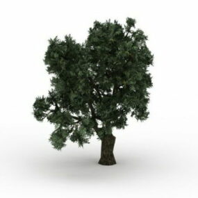 Brittle Willow Tree 3d-modell
