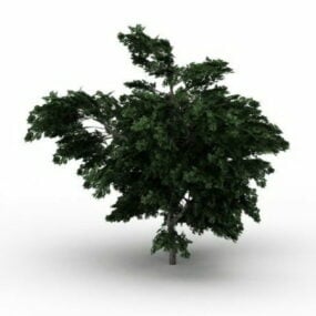 Modello 3d dell'albero di Platano