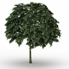 Common Whitebeam Tree 3d model