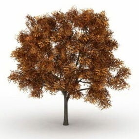 Árvore Ash Fraxinus na cor do outono Modelo 3d