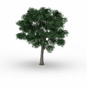 Sycomores Platanus Tree modèle 3D