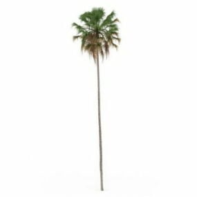 3д модель высокой и тонкой пальмы