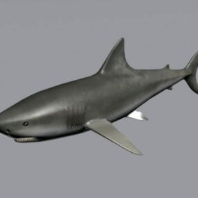 3d модель акули-бика