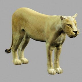 Afrika Dişi Aslanı 3D modeli